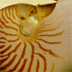 nautilus80.jpg